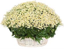 Цветочная композиция из Ромашки в корзине #REPLACE_PRED# Ликино-Дулево